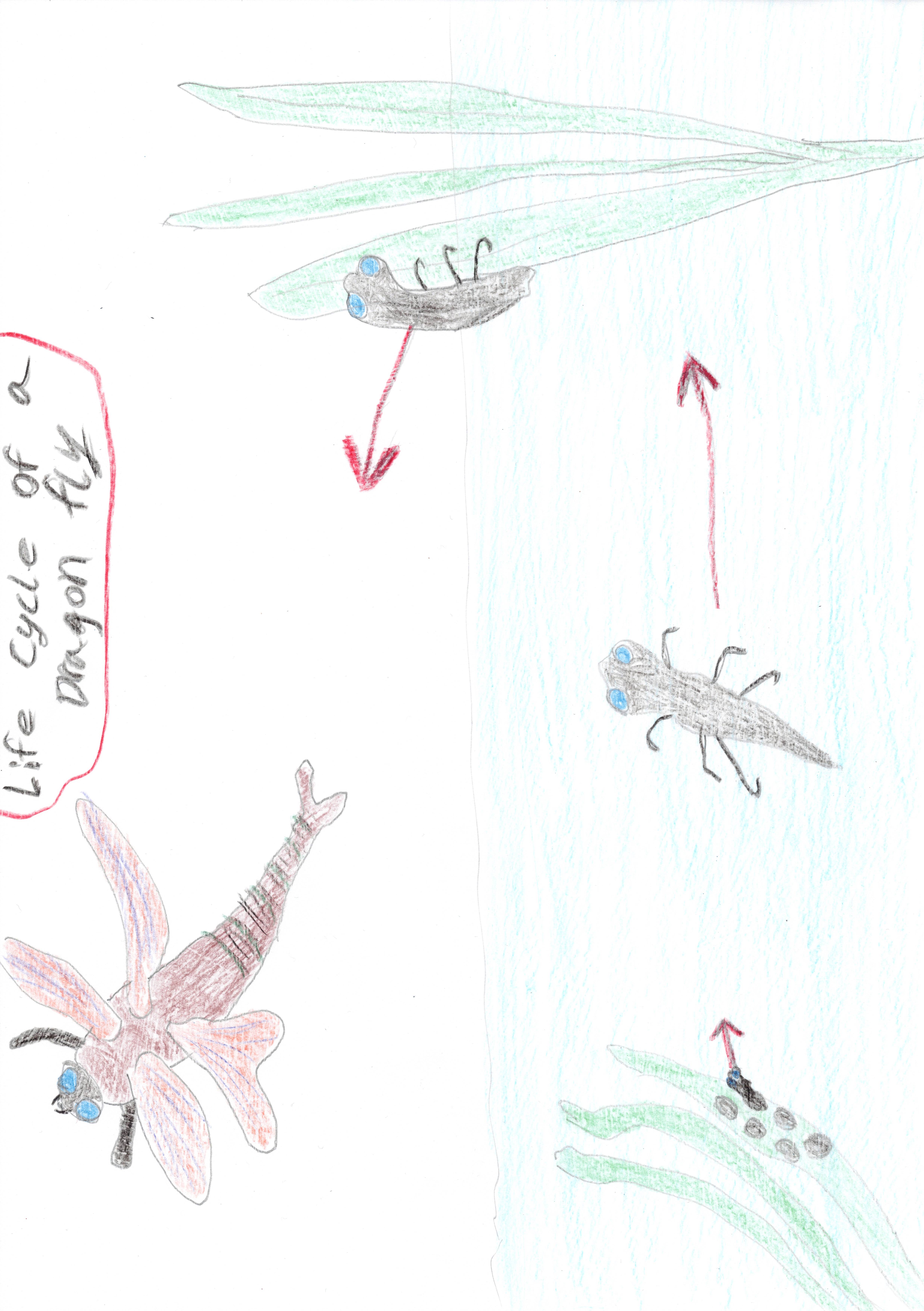 Life cycle of a Dragon Fly